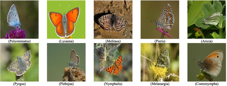 classifing_butterflies