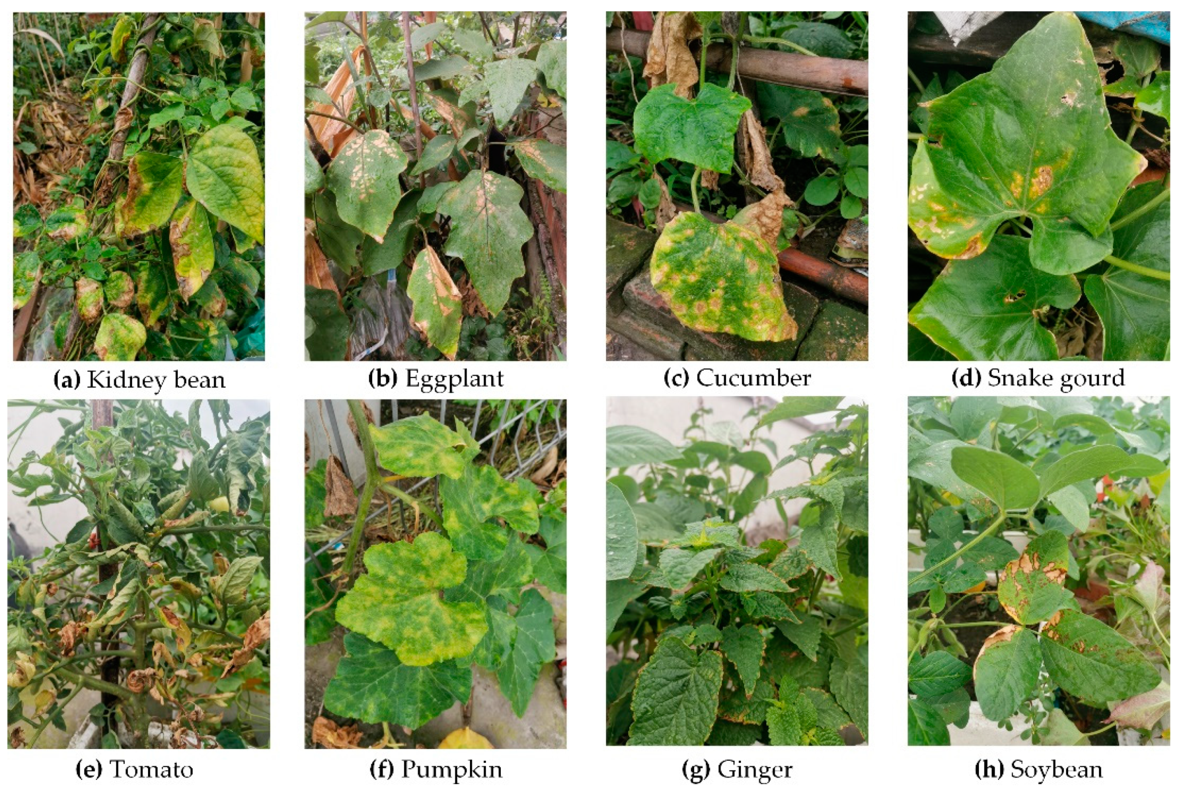 classification-leaves-diseases